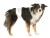 Pieluchy dla psów, L–XL: 60–80 cm, 12 szt/opak
