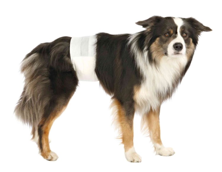 Pieluchy dla psów, L–XL: 60–80 cm, 12 szt/opak