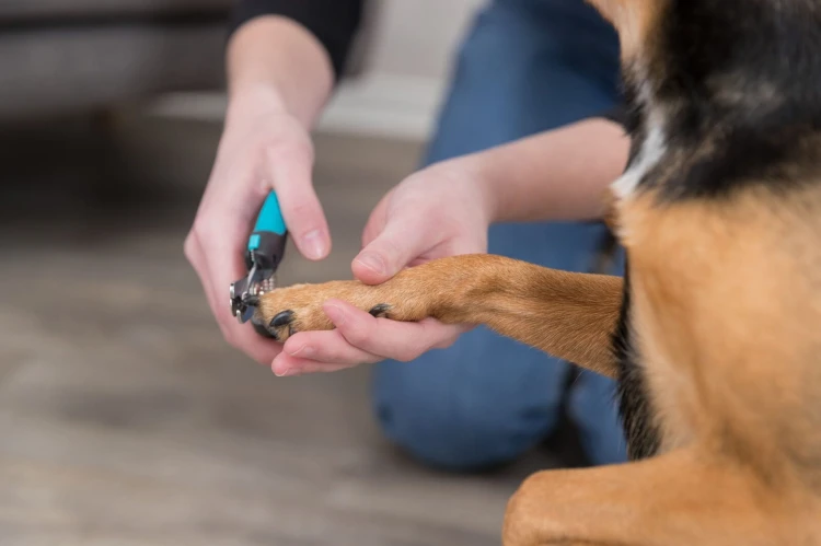 NOZYCZKI DO PAZNOKCI 12cm