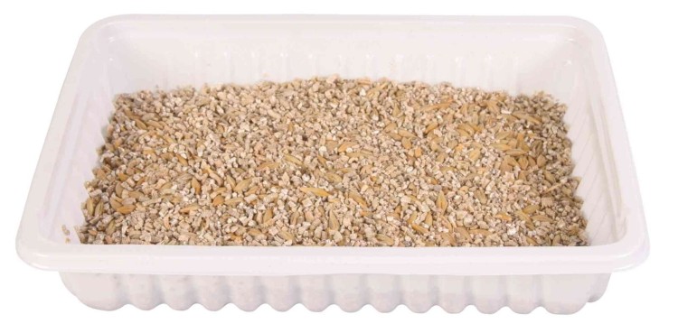TRAWA DLA KOTA W POJEMNIKU 100g