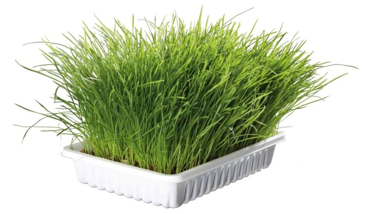 TRAWA DLA KOTA W POJEMNIKU 100g
