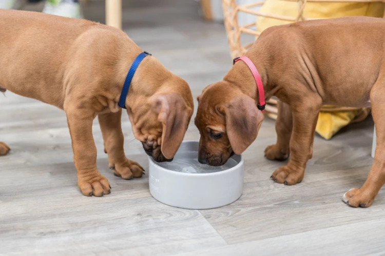 Miska ceramiczna Junior, 0.3 l/o 12 cm