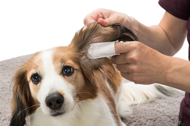 Ear Care Czyste uszy - nakładki na palce, 50 szt