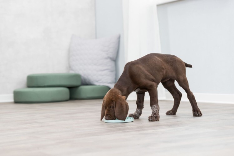 Junior taca na smakołyki Licking Plate, śr.15 cm