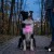 Świecąca lampka LED do obroży dla psa MilooPets - różowa